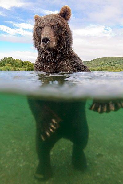 Russian bears: The photographer gets very close to a bear