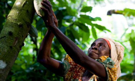 Cocoa Harvesting