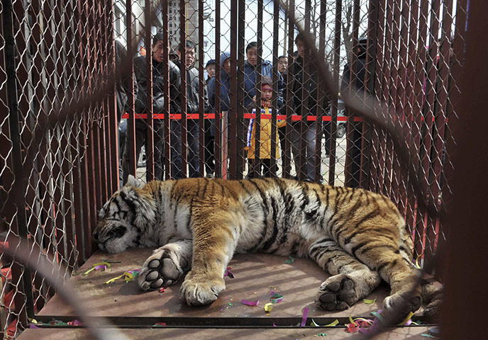 2010 Environment in China: A Northeast Tiger lies in a cage  in Shenyang