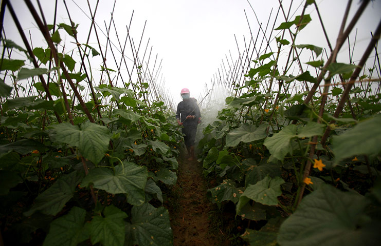 2010 Environment in China: Toxic pesticide found in vegetable from Hainan