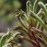 Australian Season: Australia Season: Anigozanthus or Kangaroo Paws