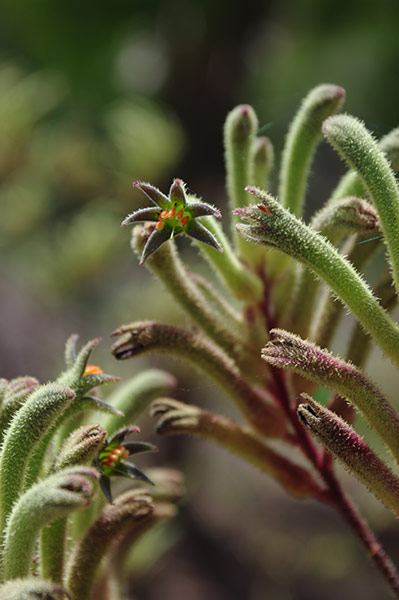 Australian Season: Australia Season: Anigozanthus or Kangaroo Paws