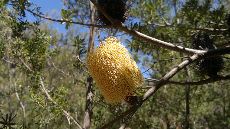 Australian Season: Australia Season: Banksia integrifolia