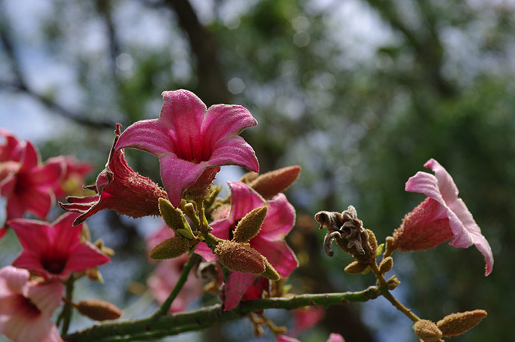 Australian Season: Australia Season: Brachychiton flowers