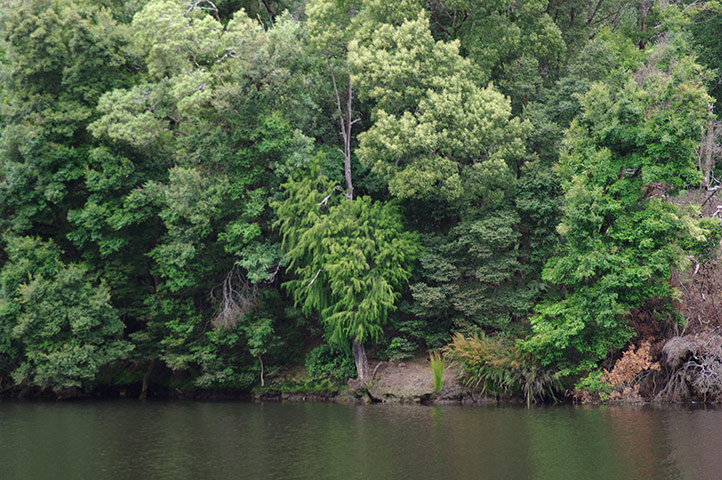 Australian Season: Australia Season: Largarstrobus franklinii