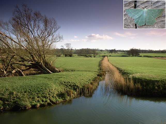 Rare species refuges: Romney Marsh