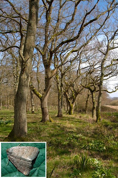Rare species refuges: Cranmore woods Isle of Wight