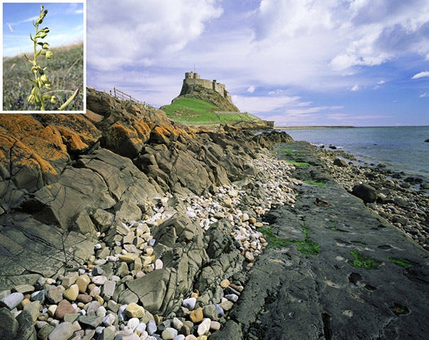 Rare species refuges: Lindisfarne castle