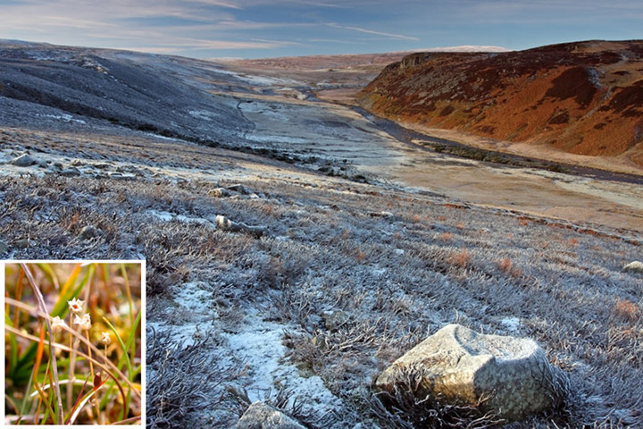 Rare species refuges: Upper Teesdale