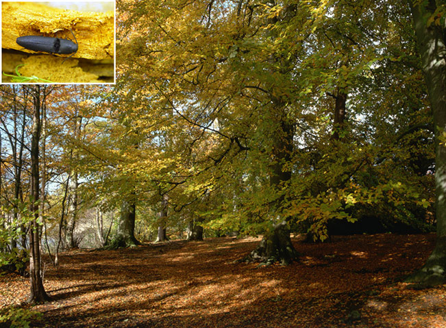 Rare species refuges: Beech Trees in Windsor Park