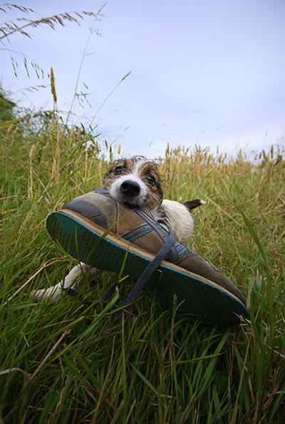In pictures: Loss: Puppy with shoe