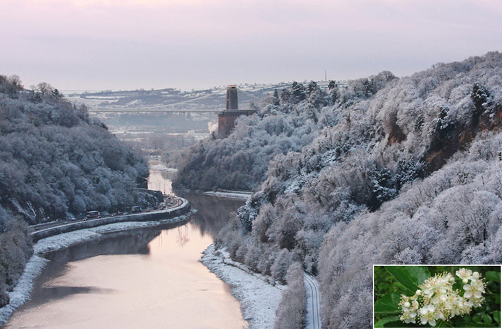Rare species refuges: Avon Gorge during the winter