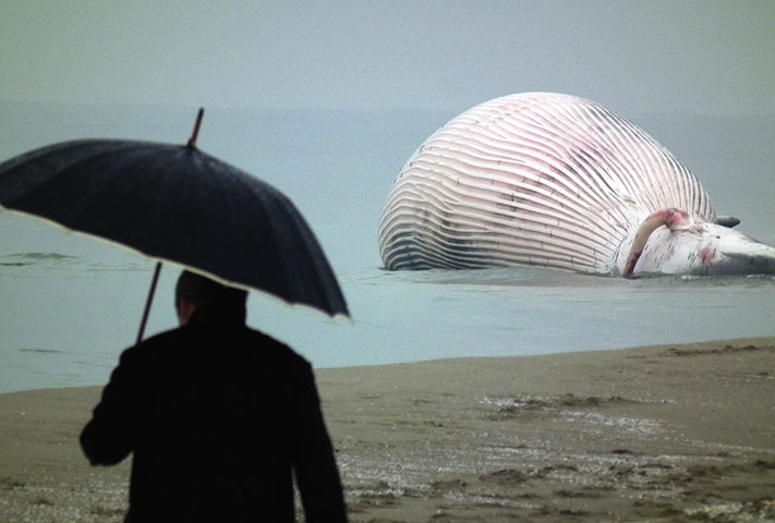 24 hours in pictures: San Rossore, Italy: A man looks at a beached whale