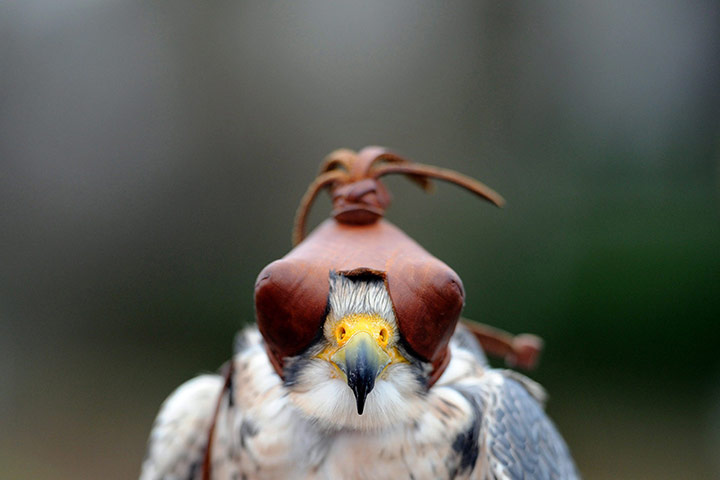 24 hours in pictures: Jagd und Hund fair