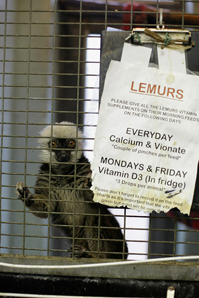 From the agencies: Animals At The Heathrow Animals Reception Centre