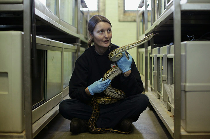 From the agencies: Animals At The Heathrow Animals Reception Centre