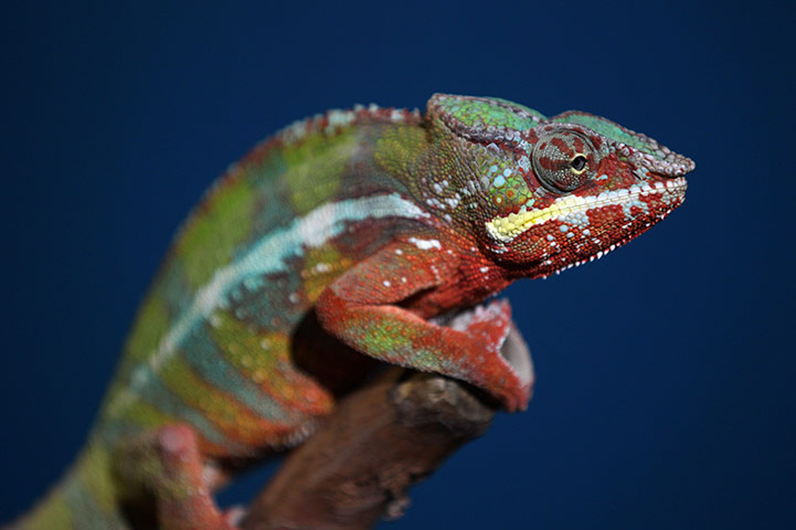 From the agencies: Animals At The Heathrow Animals Reception Centre