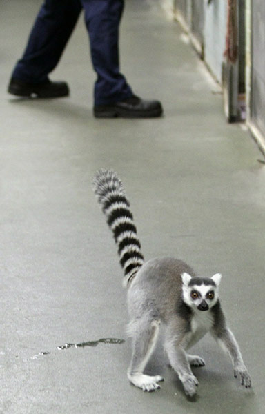 From the agencies: Animals At The Heathrow Animals Reception Centre