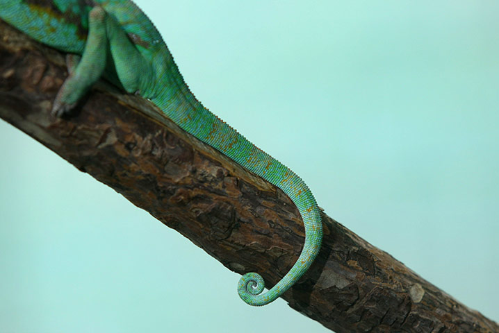 From the agencies: Animals At The Heathrow Animals Reception Centre