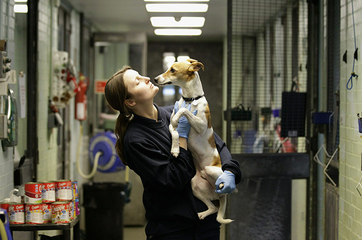 From the agencies: Animals At The Heathrow Animals Reception Centre