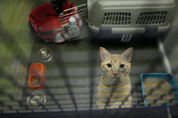 From the agencies: Animals At The Heathrow Animals Reception Centre
