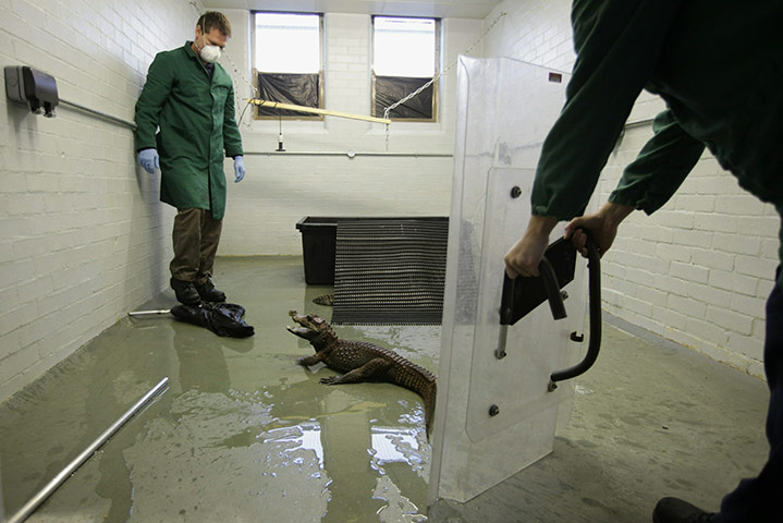 From the agencies: Animals At The Heathrow Animals Reception Centre