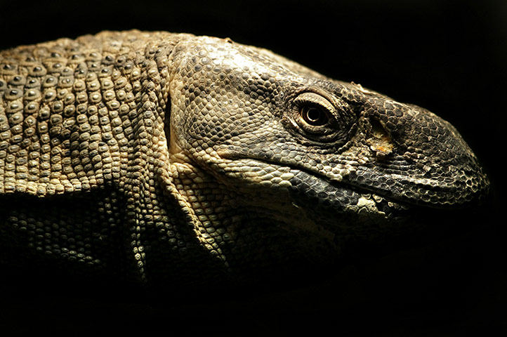 From the agencies: Animals At The Heathrow Animals Reception Centre