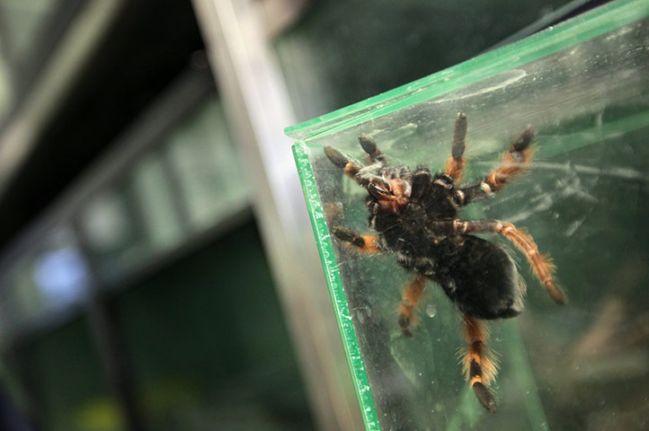 From the agencies: A tarantula : Animals At The Heathrow Animals Reception Centre