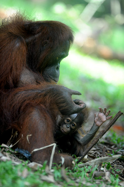 Week in Wildlife: A baby orangutan clings to her mother at