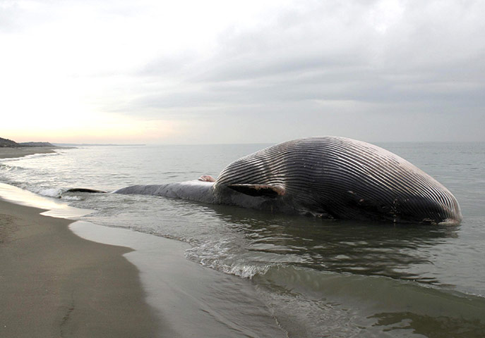 Week in Wildlife: Whale lies dead on a beach of the San Rossore