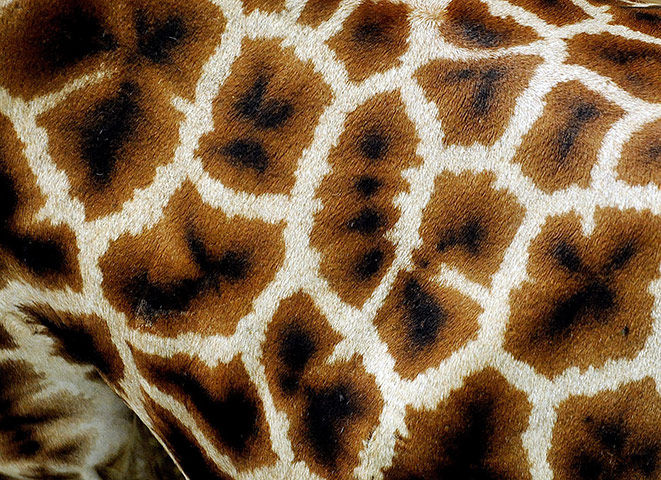 Week in Wildlife: Rothschild Giraffe at Prague zoo