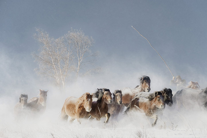 Week in Wildlife: Wild horses in Outer Mongolia