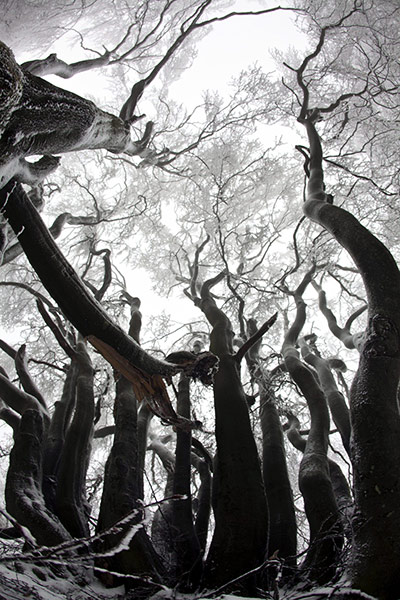 Week in Wildlife: Winter weather on Taunus mountains