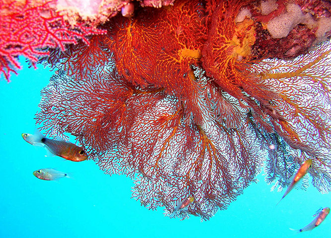 Week in Wildlife: Thailand closes coral sites because of bleaching