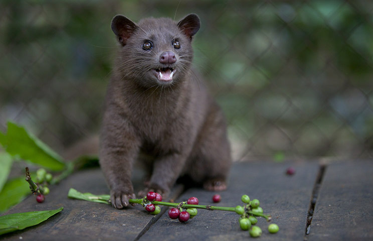 Week in Wildlife: Indonesians Farm Civet Cats To Produce World's Most Valuable Coffee