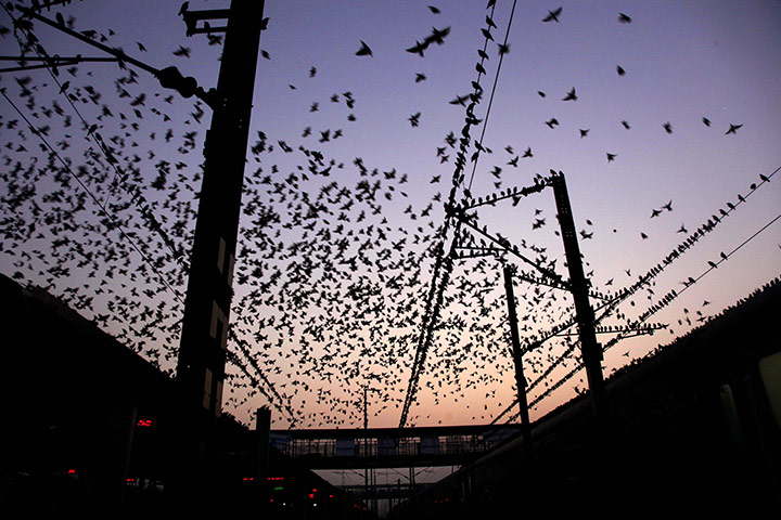 Week in Wildlife: Mynah birds fly over a railway station early morning in Allahabad, India