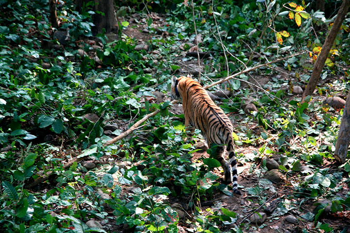 Week in Wildlife: Nepal Tiger