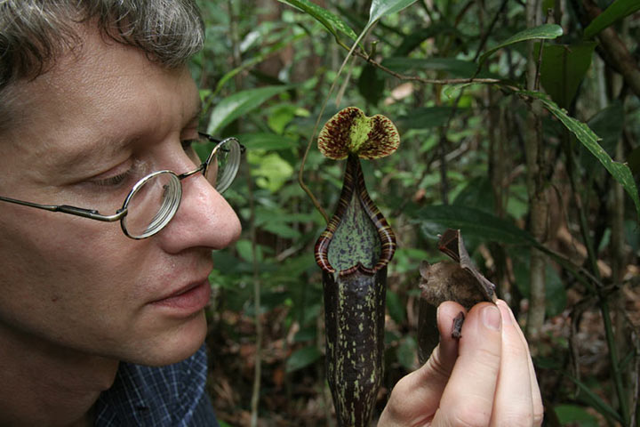 Week in Wildlife: Hardwicke's woolly bats