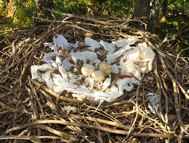 Week in Wildlife: The decorated nest of an 11-year-old black kite