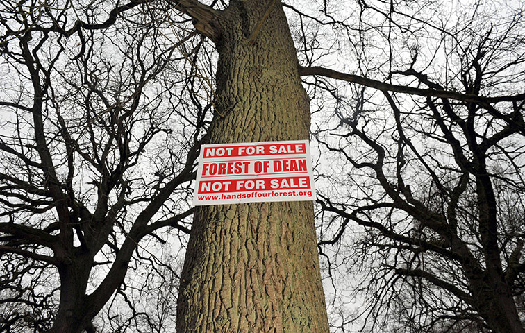 Week in Wildlife: Forests sell-off plans