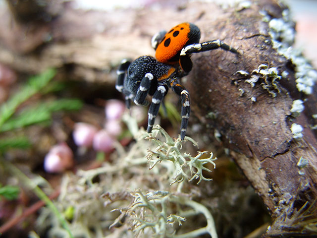 Week in Wildlife: Male ladybird spider in habitat