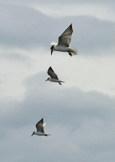 Week in Wildlife: migratory whiskered terns