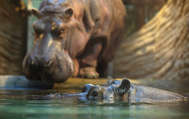 24 hours in pictures: Hippos in Warsaw Zoo