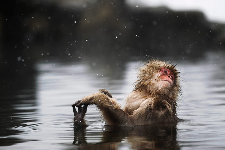 24 hours in pictures: A Japanese macaque bathes in the hot spring of Jigokudani Monkey Park
