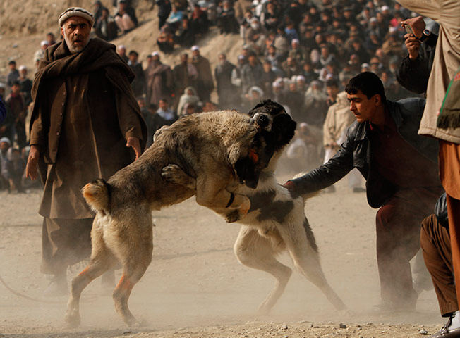 24 hours in pictures: Afghans watch a dog fight 