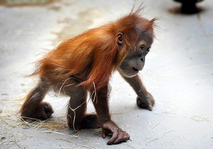 24 Hours: Orangutan baby Duran walks through its enclosure at the zoo