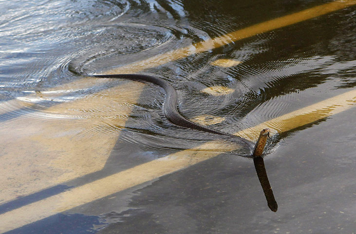 24 hours: Australia: A snake crosses the Capricorn Highway which is under floodwaters