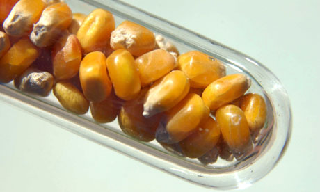 [Image: Genetically-modified-corn-007.jpg]