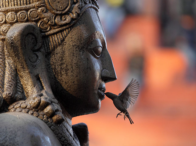 24 hours in pictures: A sparrow feeds on an offering in Kathmandu