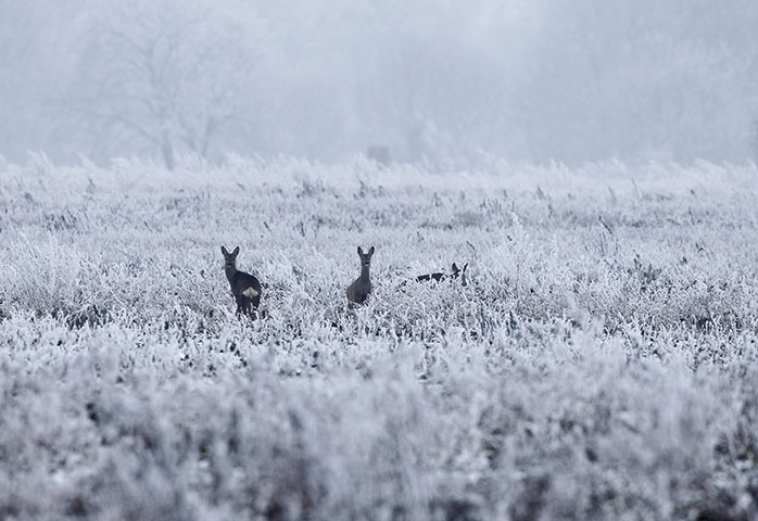 24 hours in pix: A group of deer stands in a frozen field 